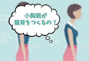 猫背/巻肩と小胸筋の関係を考える