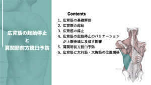 広背筋の起始停止から考える肩関節前方脱臼予防