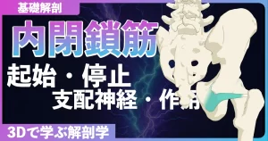 内閉鎖筋の起始・停止・支配神経・作用