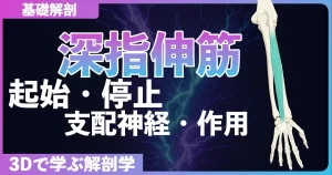 深指伸筋の起始・停止・支配神経・作用