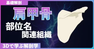 肩甲骨の基礎解剖・部位名