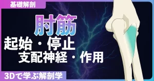 肘筋の起始・停止・支配神経・作用