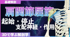 肩関節屈筋の起始・停止・支配神経・作用