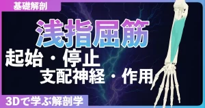浅指屈筋の起始・停止・支配神経・作用