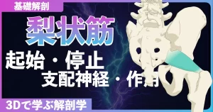 梨状筋の起始・停止・支配神経・作用