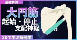 大円筋の起始・停止・支配神経・作用