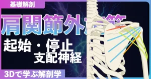 肩関節外旋筋の起始・停止・支配神経・作用