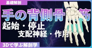 手の背側骨間筋の起始・停止・支配神経・作用
