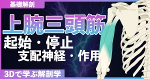 上腕三頭筋の起始・停止・支配神経・作用